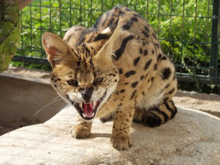 zoo-chleby-zoo-plna-zazitku